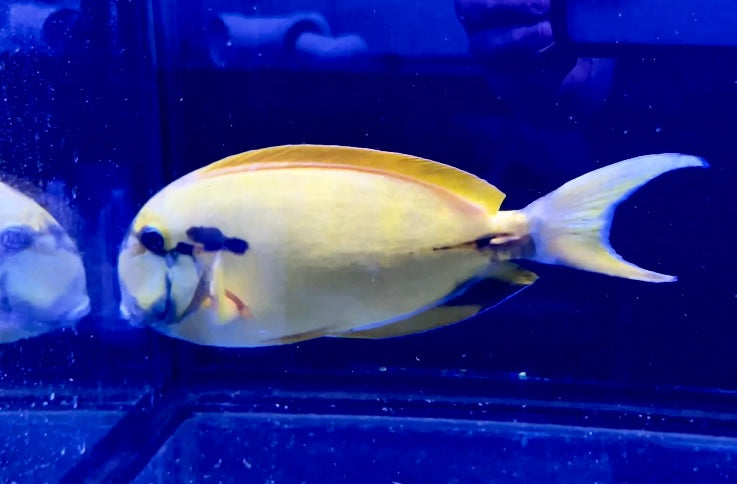 WYSIWYG SUPER RARE Aberrant Acanthurus Tang