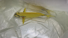 Load and play video in Gallery viewer, WYSIWYG SUPER RARE Aberrant Acanthurus Tang
